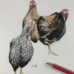 Chicken and Ginger Jars Tea Towel