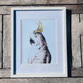 Cockatiel Art Print