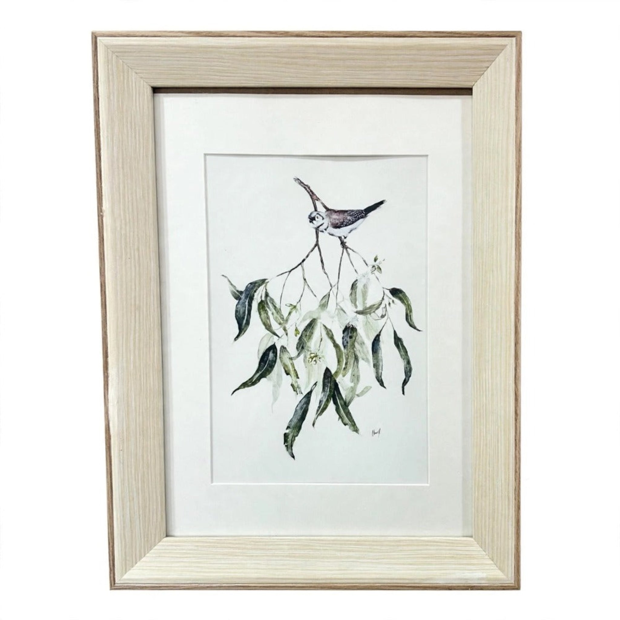 Double Barred Finch with Eucalyptus Art Print