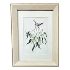 Double Barred Finch with Eucalyptus Tea Towel