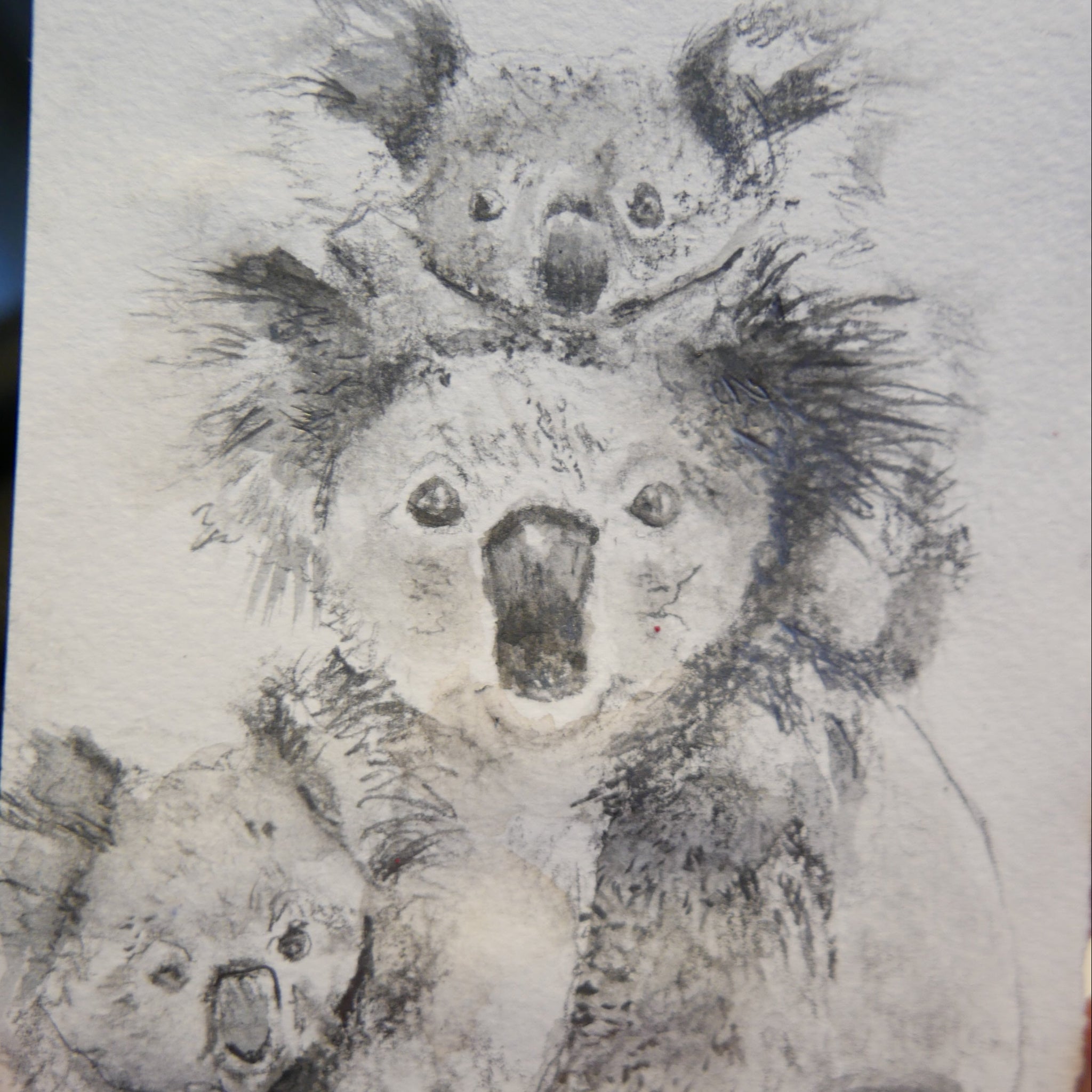 Koala Tea Towel - Coming Soon ETA October 26
