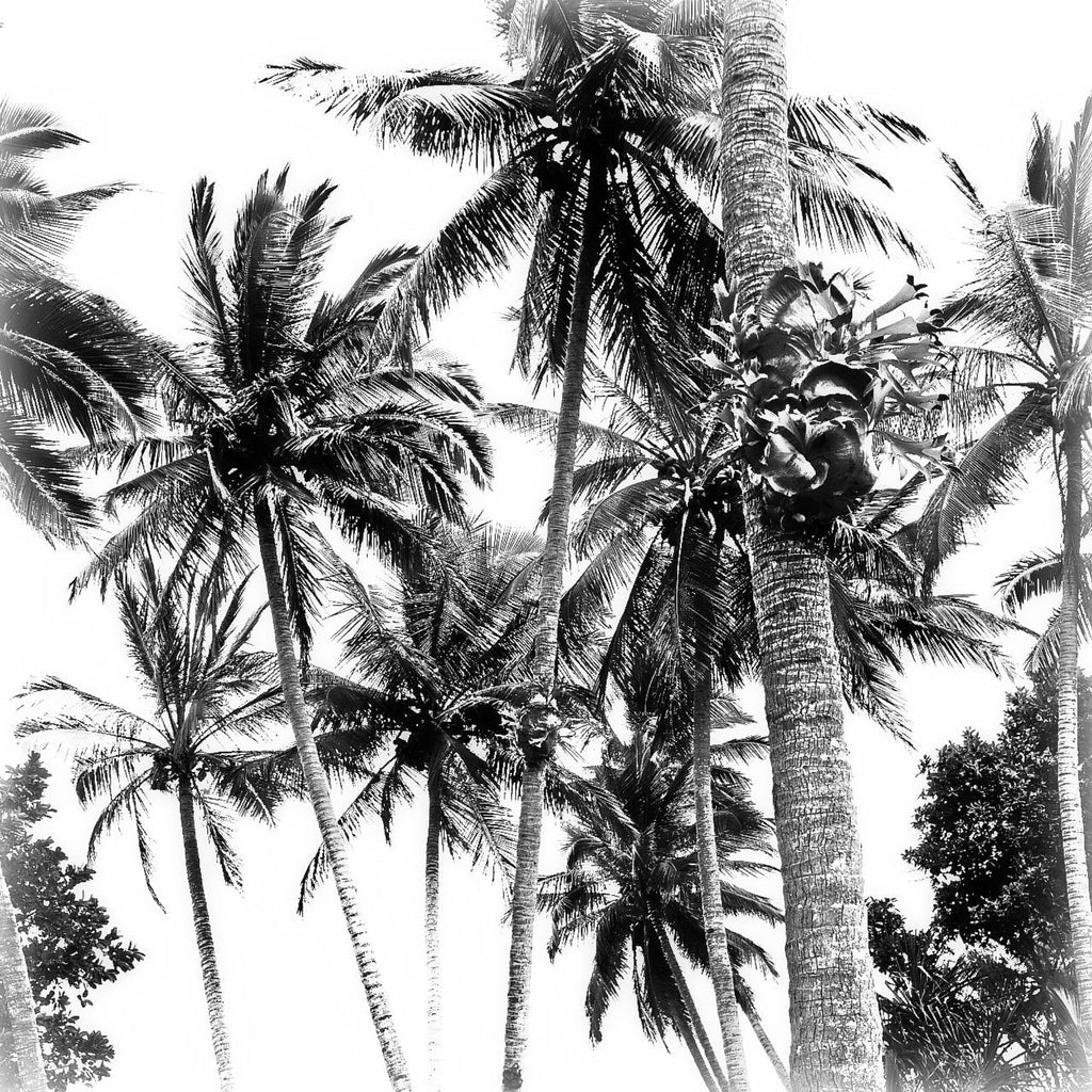 Monochrome Palms Tablecloth -coming soon (ETA Sept 26)