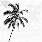 Monochrome Palms Tablecloth -coming soon (ETA Sept 26)
